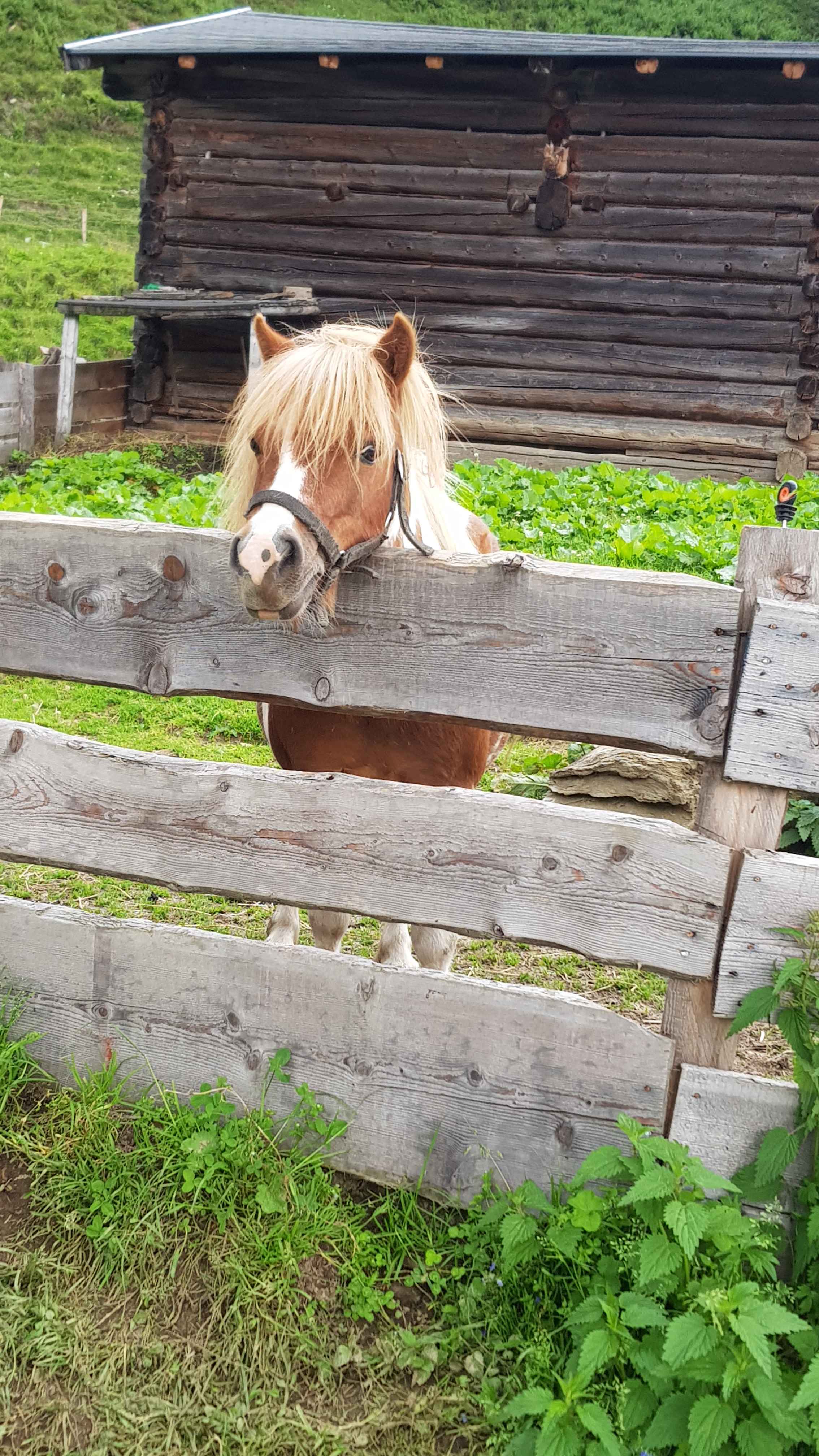 2020-Großarl-Tag82 (3)