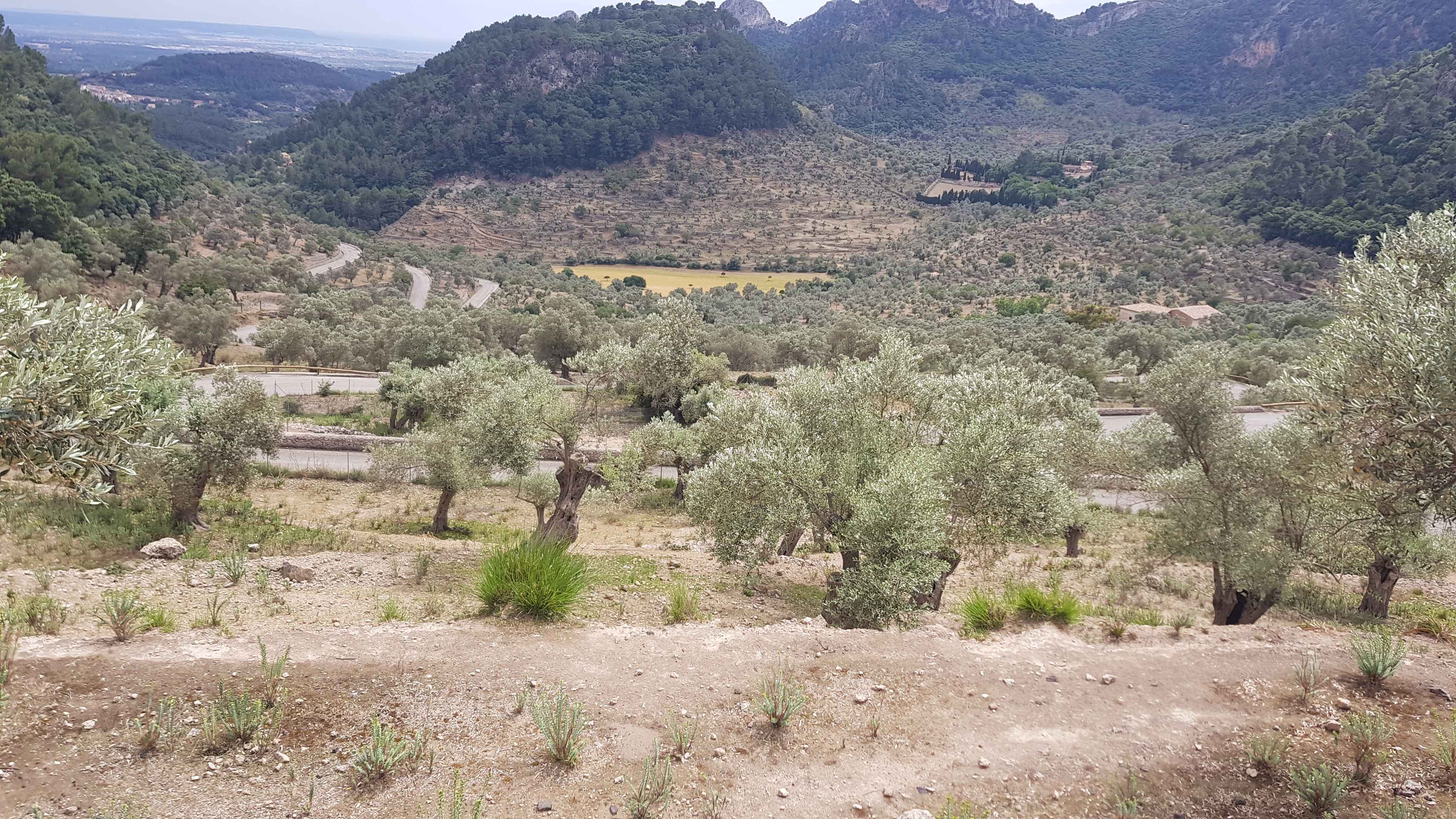 2022-Mallorca-Tag5 (31)