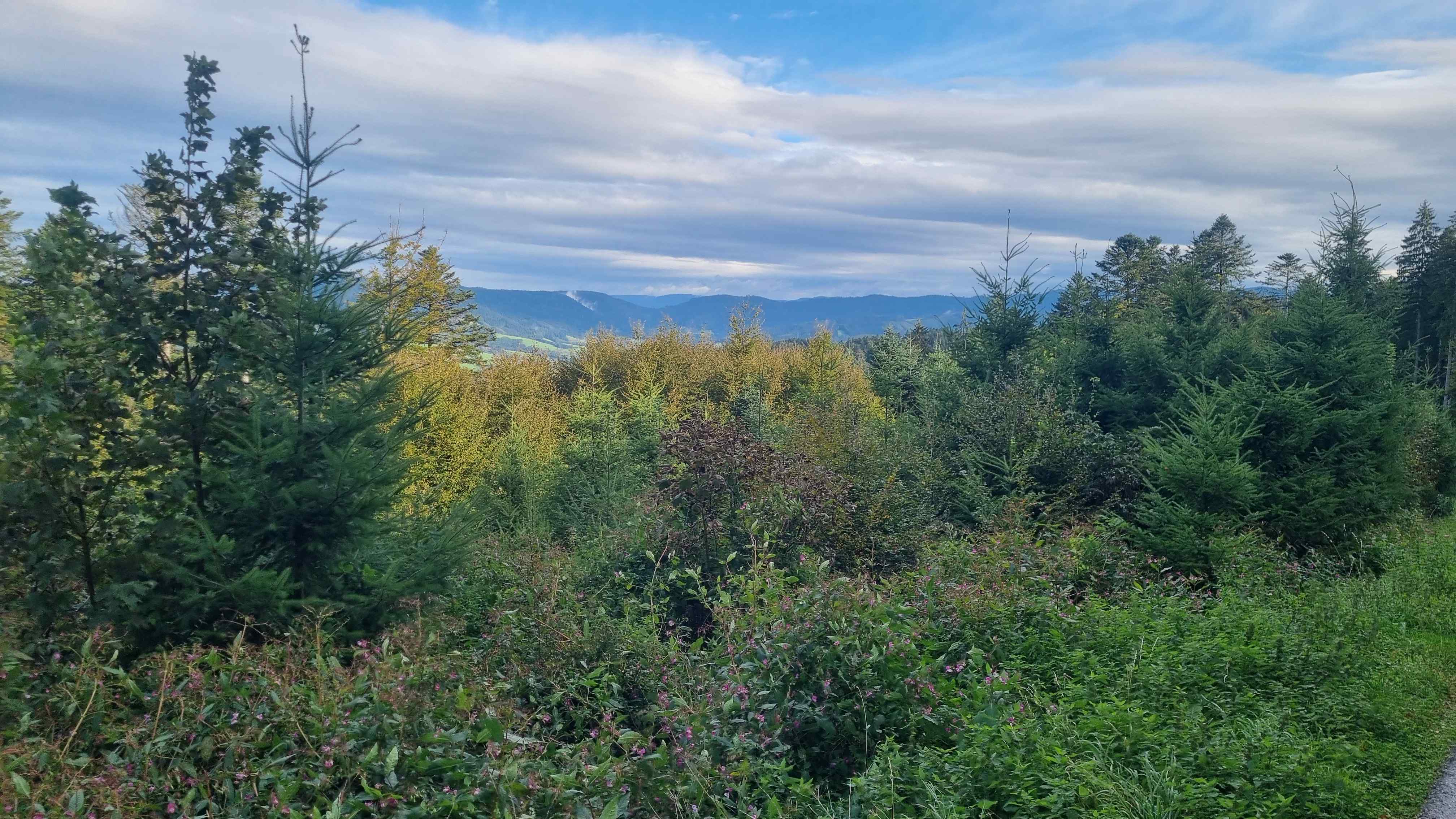 2024 Schwarzwald Tag 1 (8)