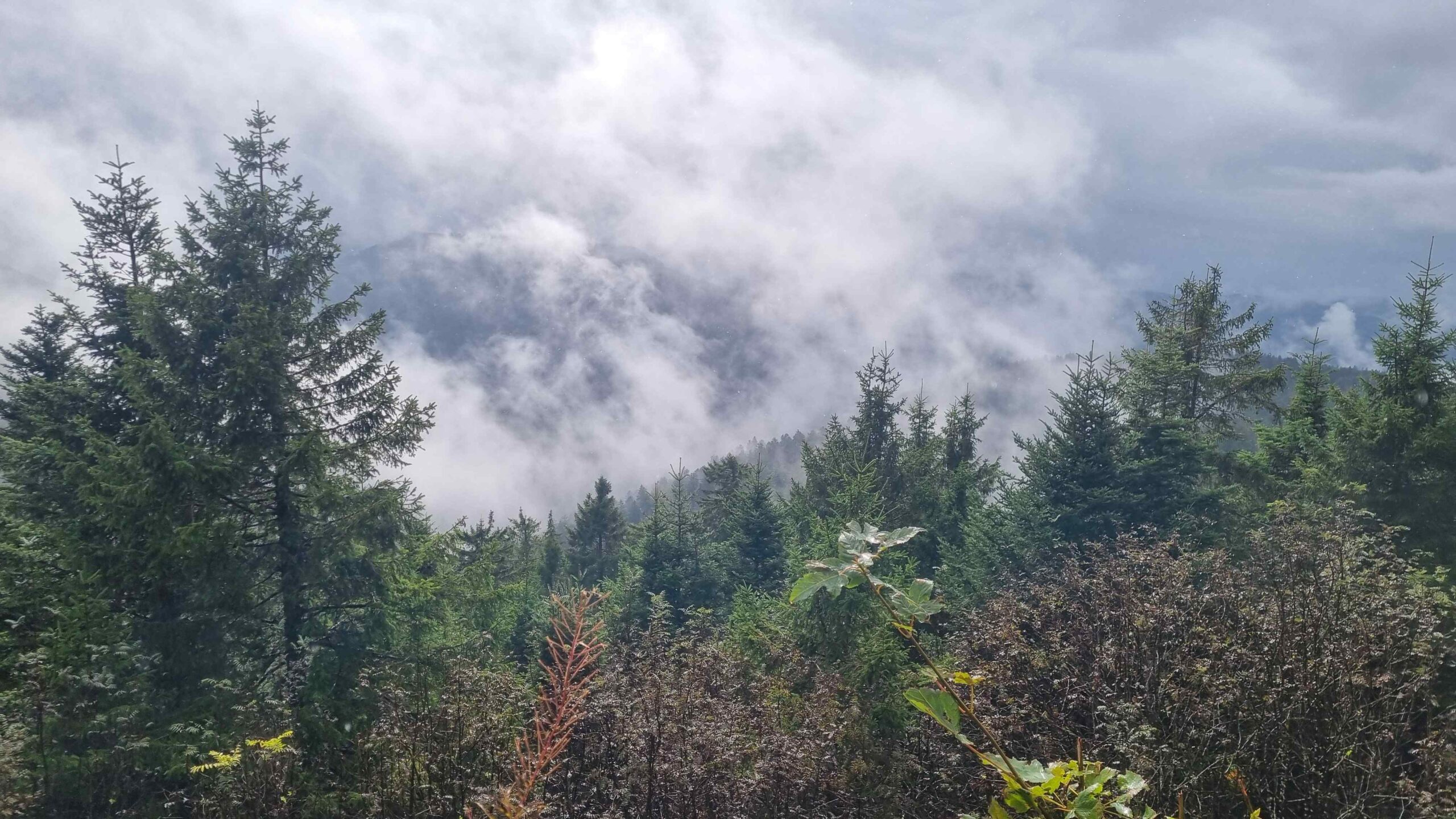 2024 Schwarzwald Tag 3 (13)