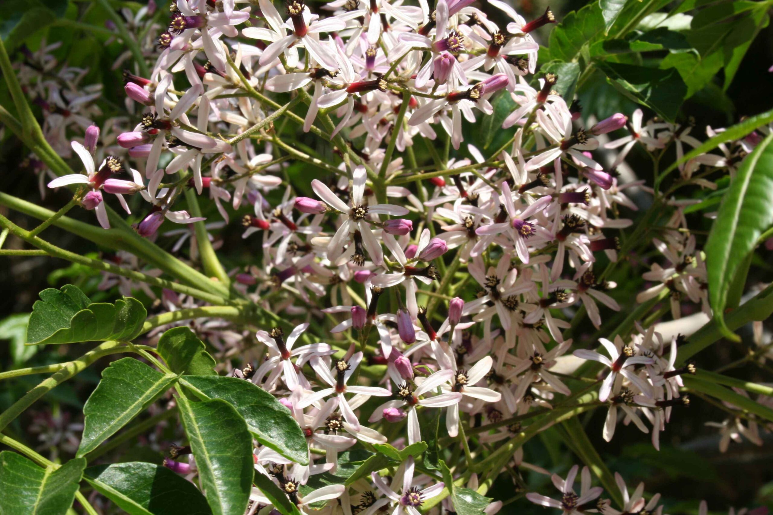 2008-Mallorca-Tag4 (10)