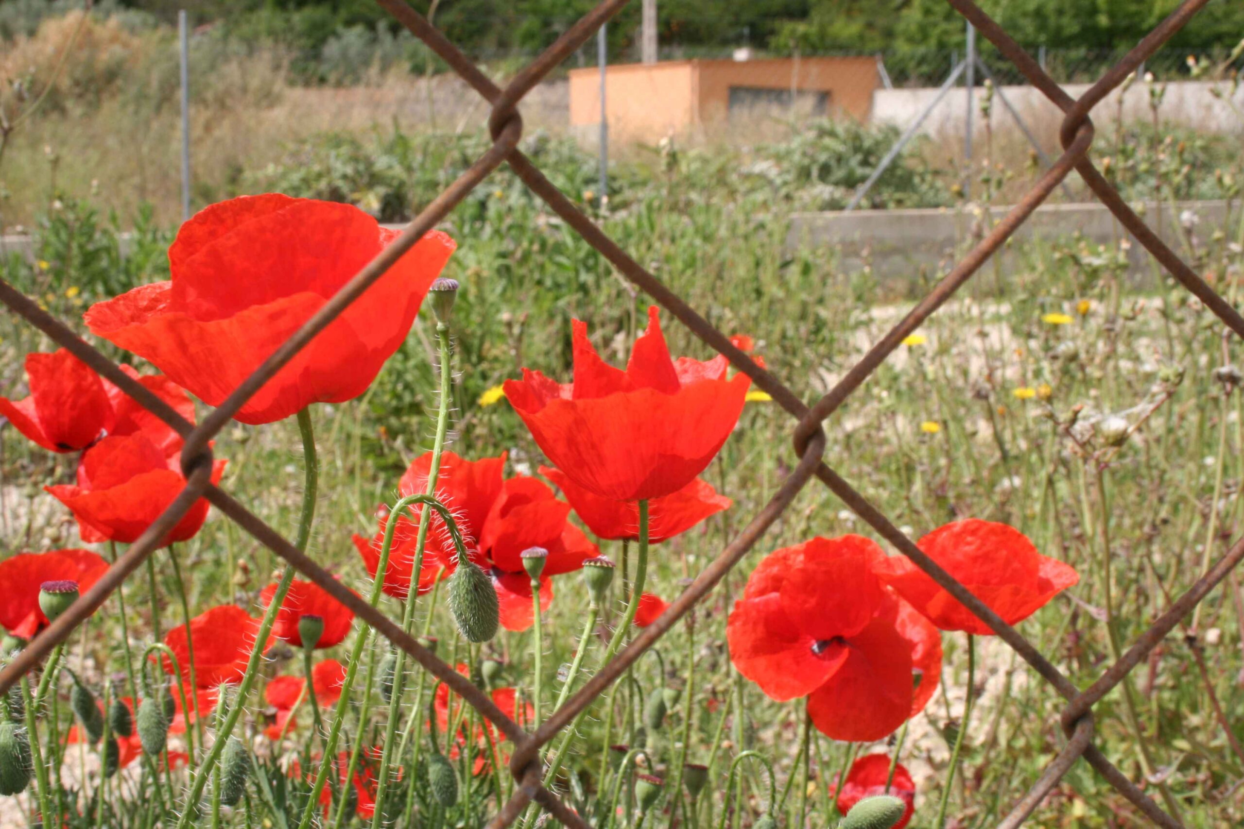 2008-Mallorca-Tag4 (11)