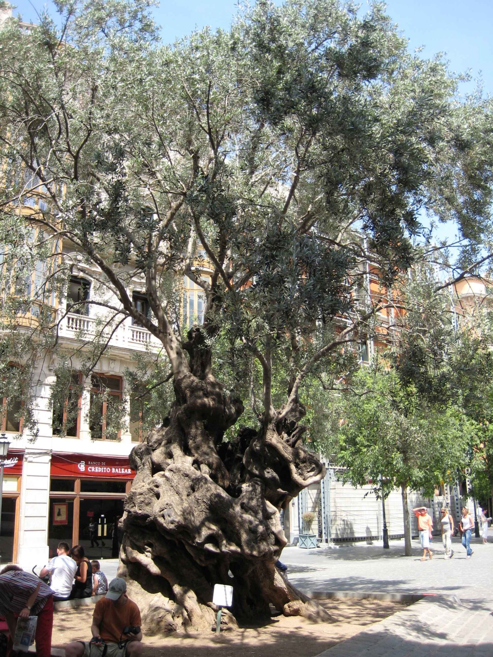 2008-Mallorca-Tag4 (119)