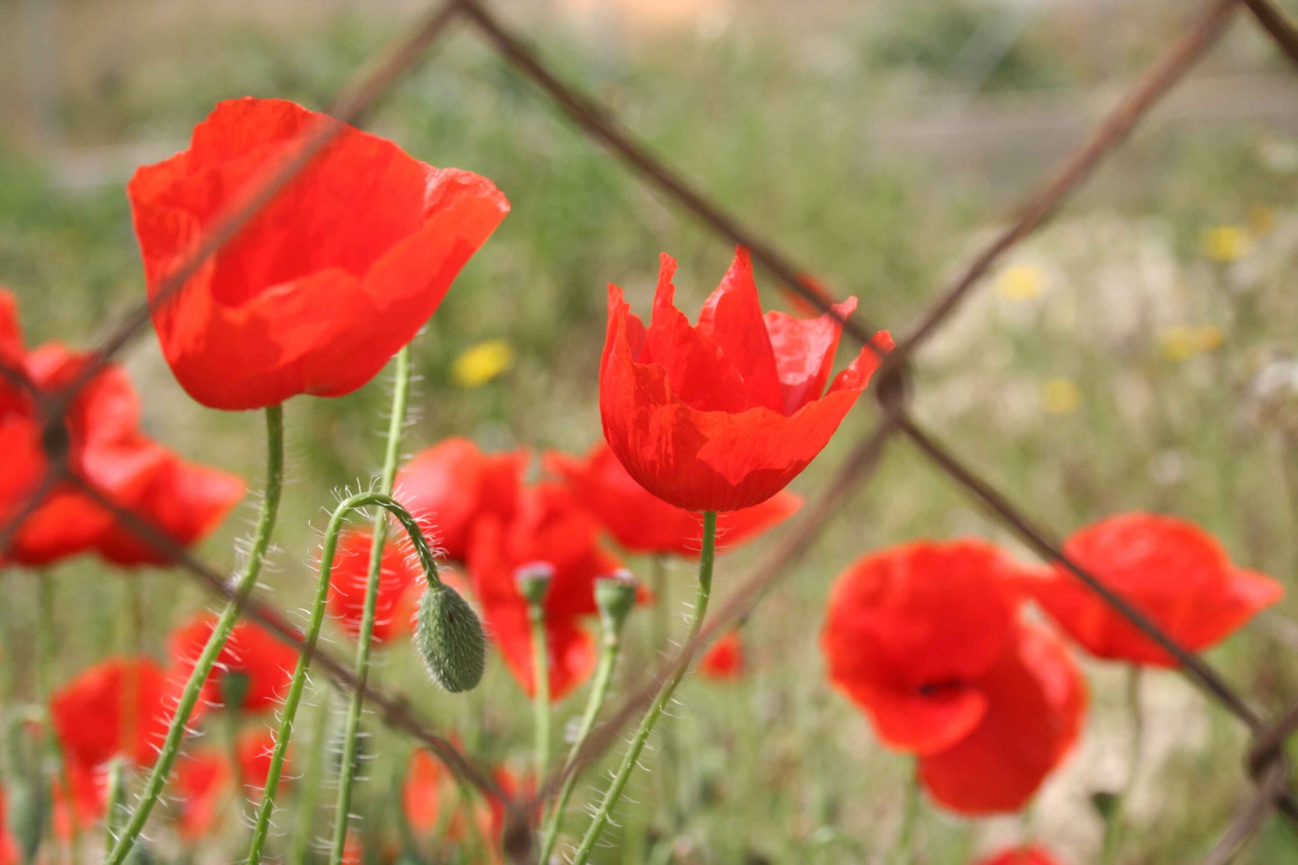 2008-Mallorca-Tag4 (12)