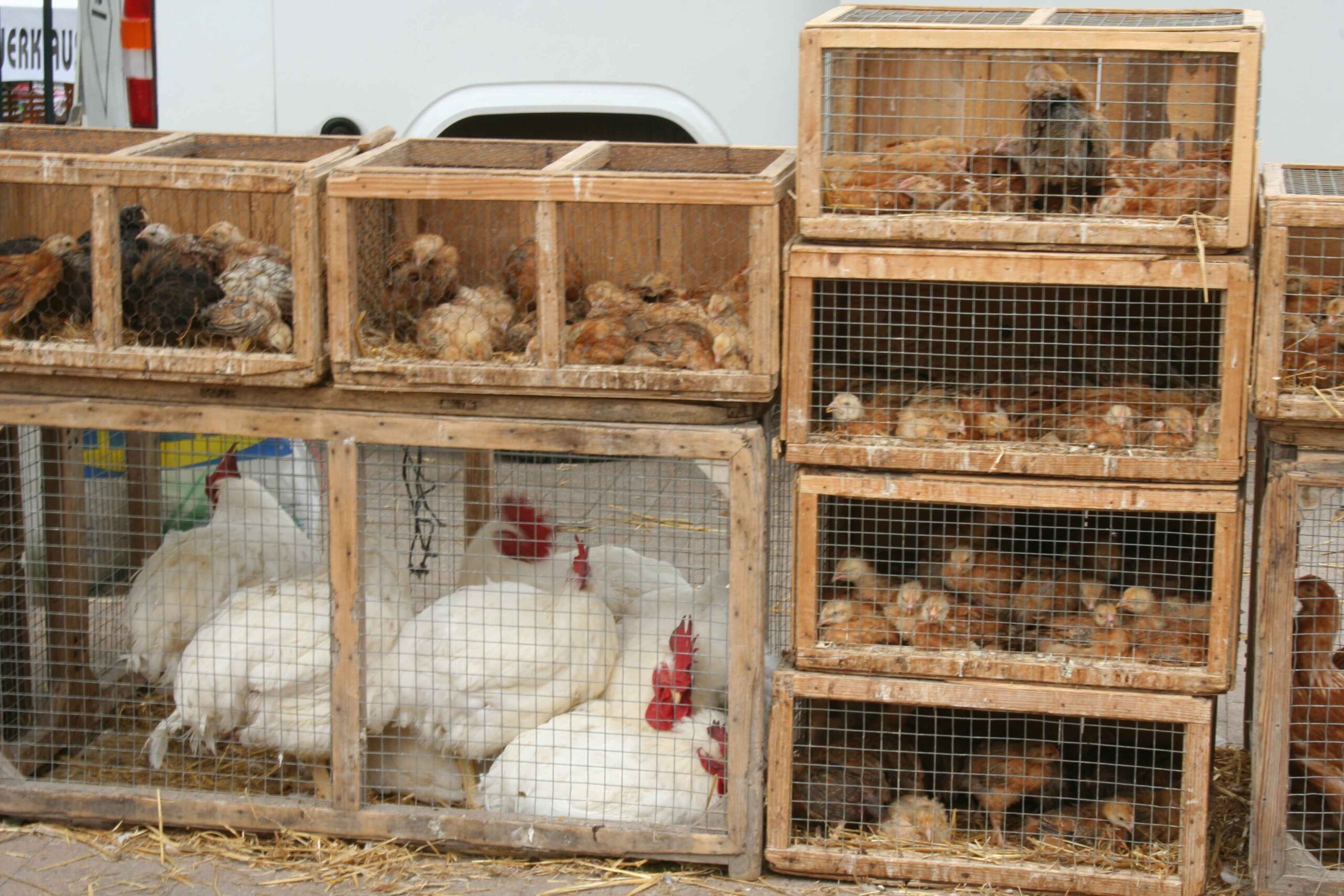 2008-Mallorca-Tag4 (22)