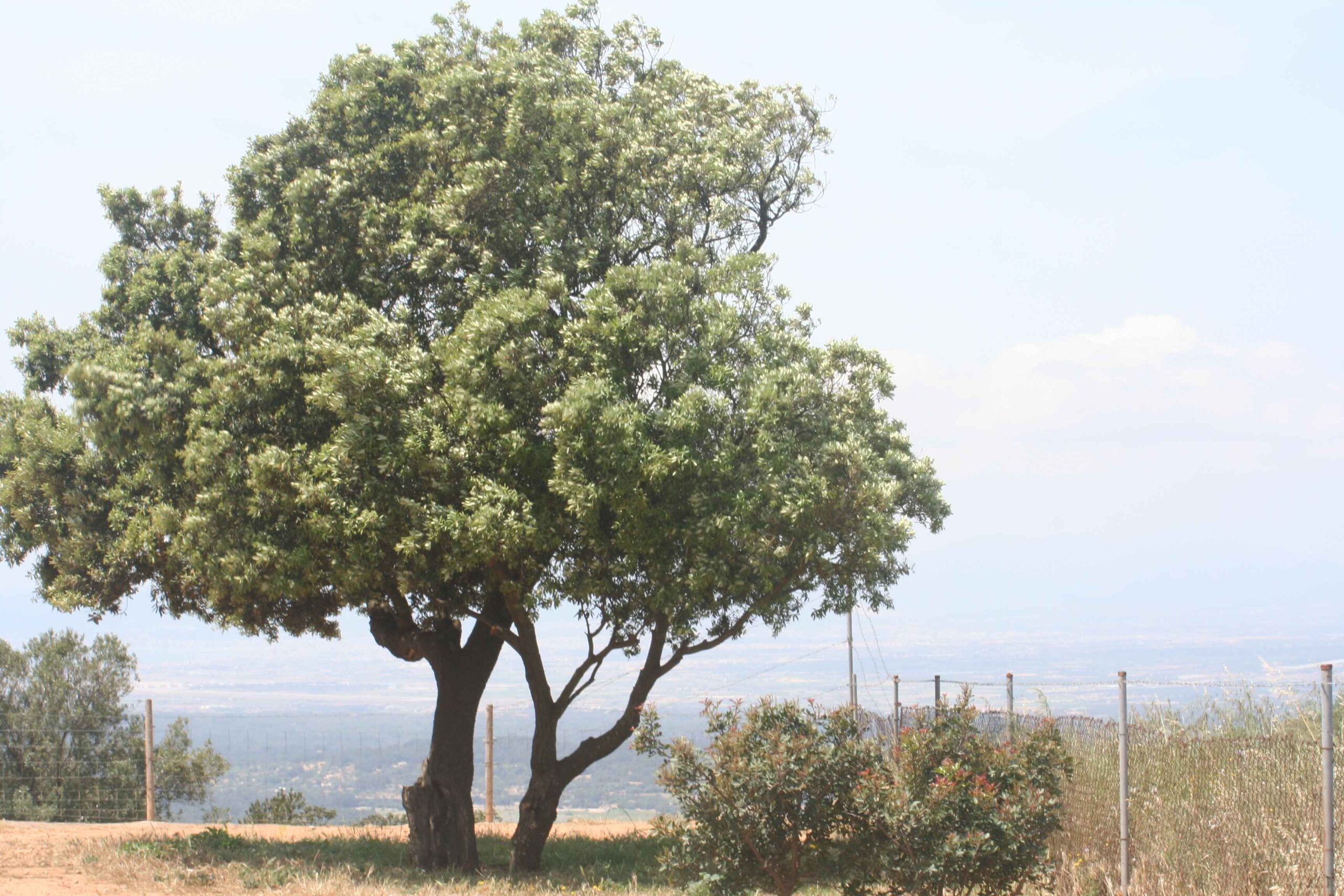 2008-Mallorca-Tag4 (26)