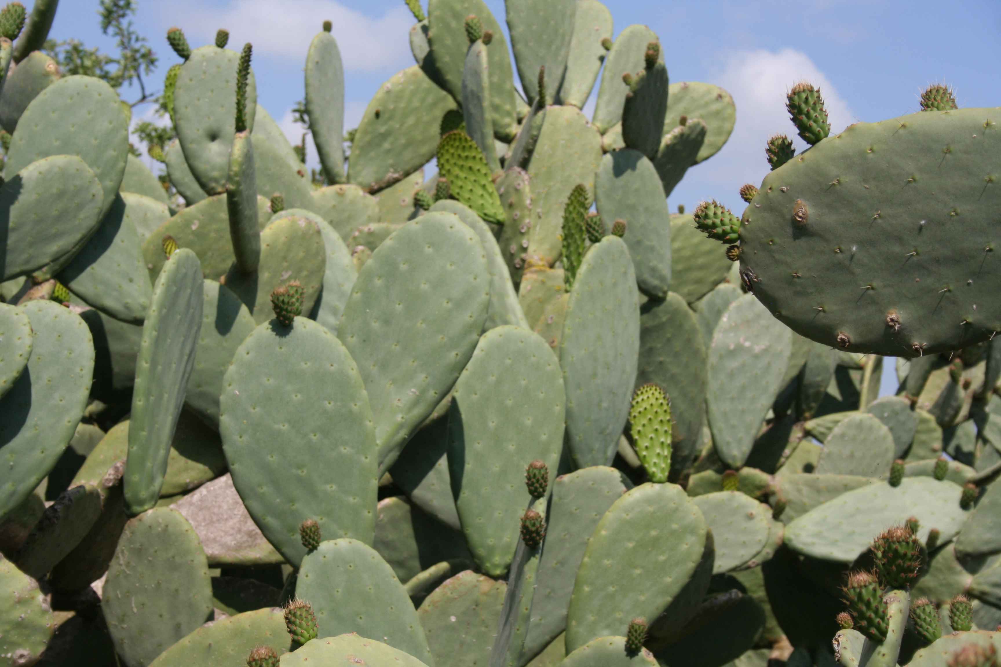 2008-Mallorca-Tag4 (3)