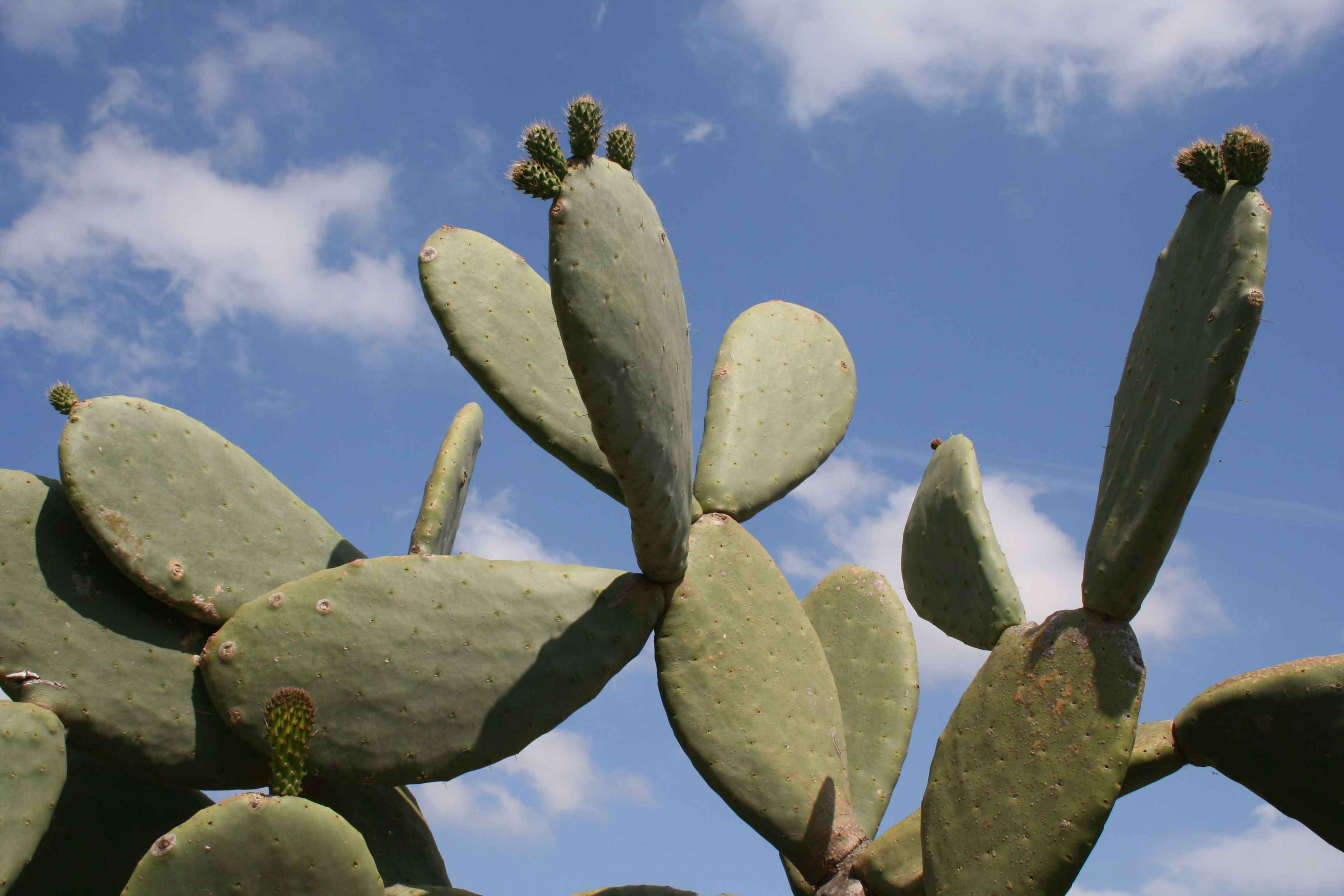 2008-Mallorca-Tag4 (6)