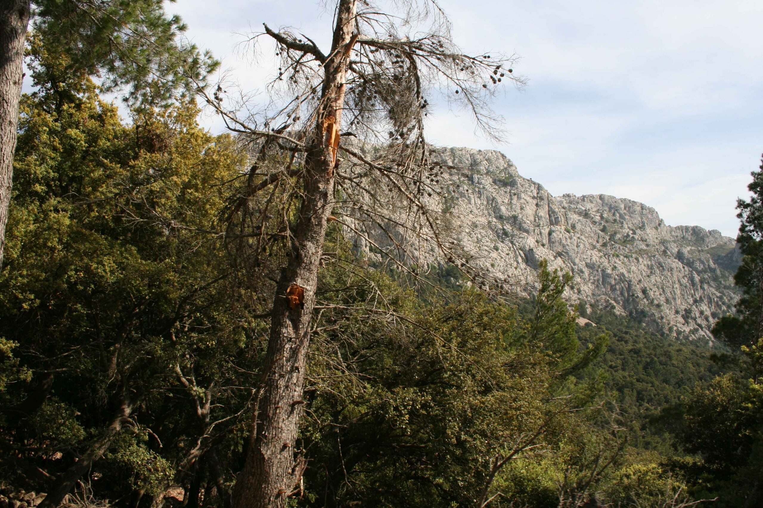 2008-Mallorca-Tag4 (77)