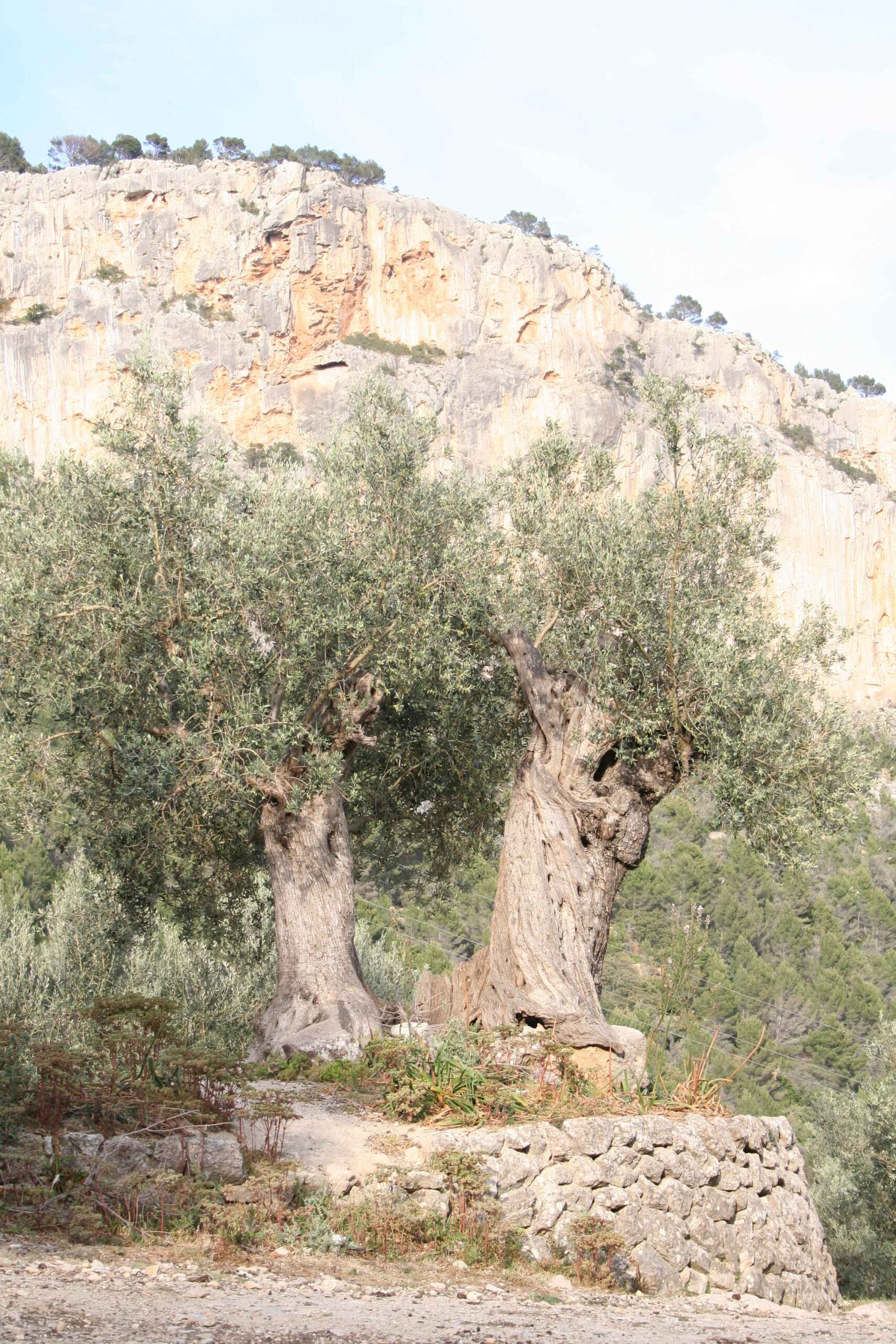 2008-Mallorca-Tag4 (95)