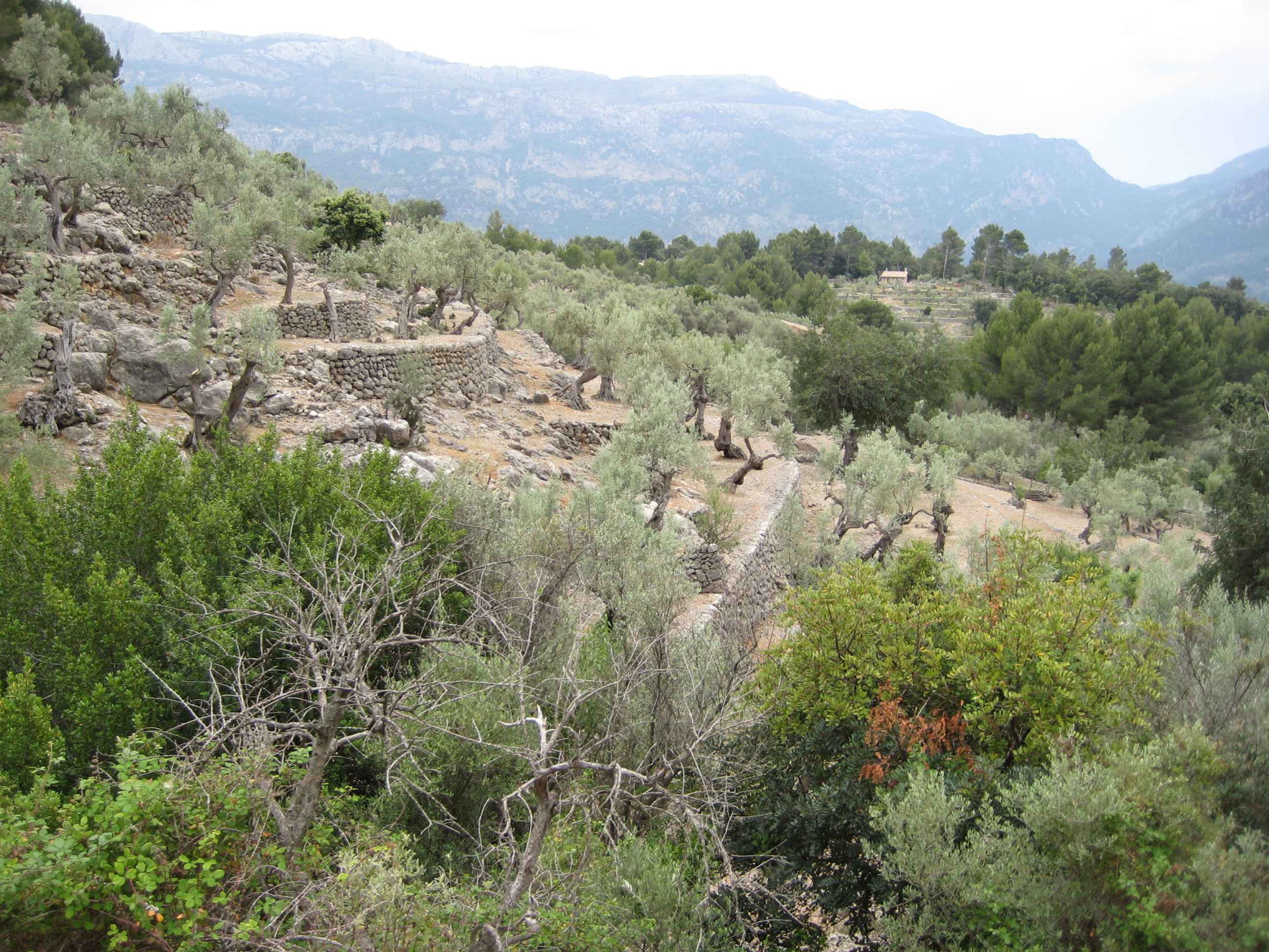 2008-Mallorca-Tag5 (35)