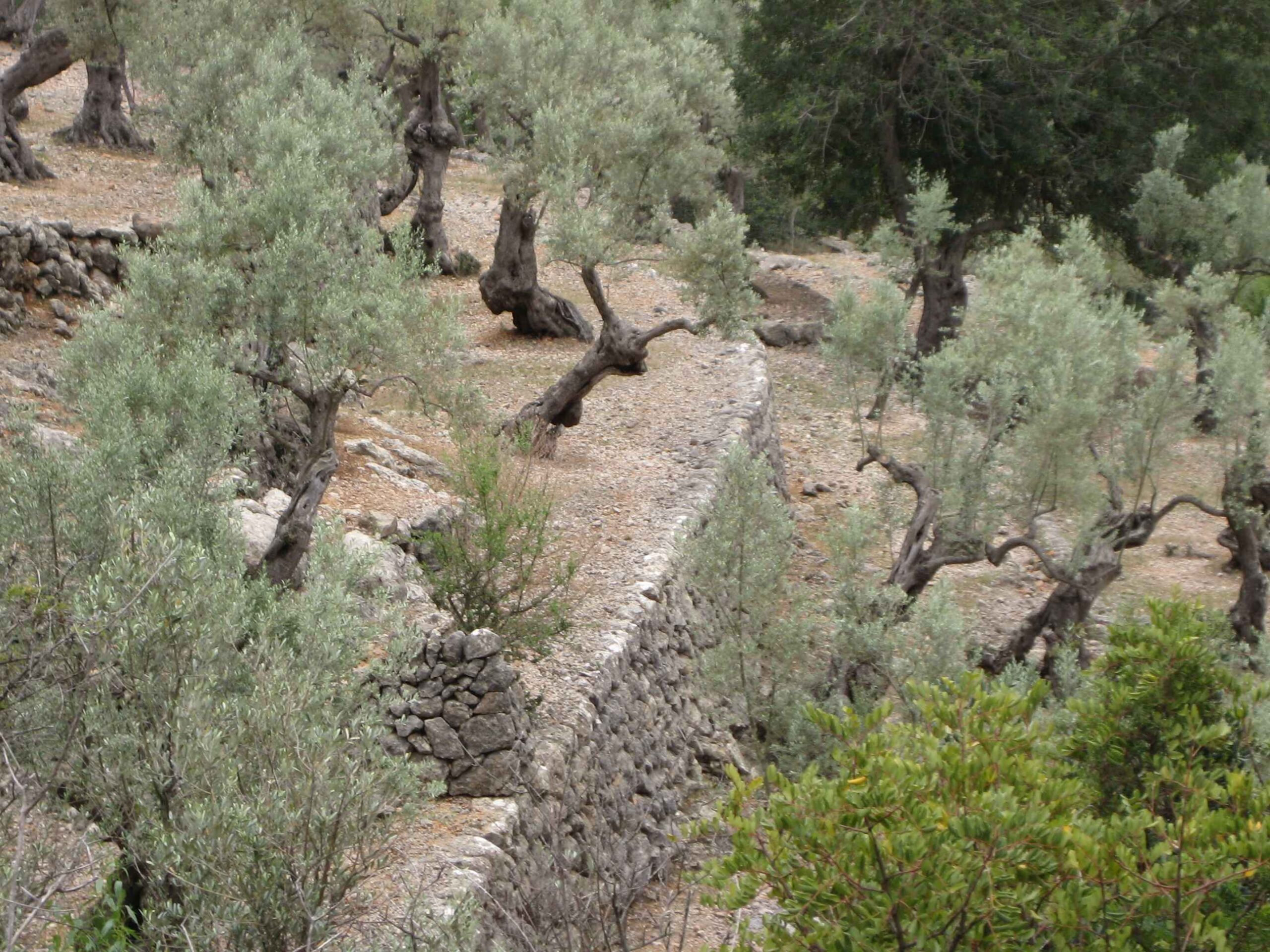 2008-Mallorca-Tag5 (36)