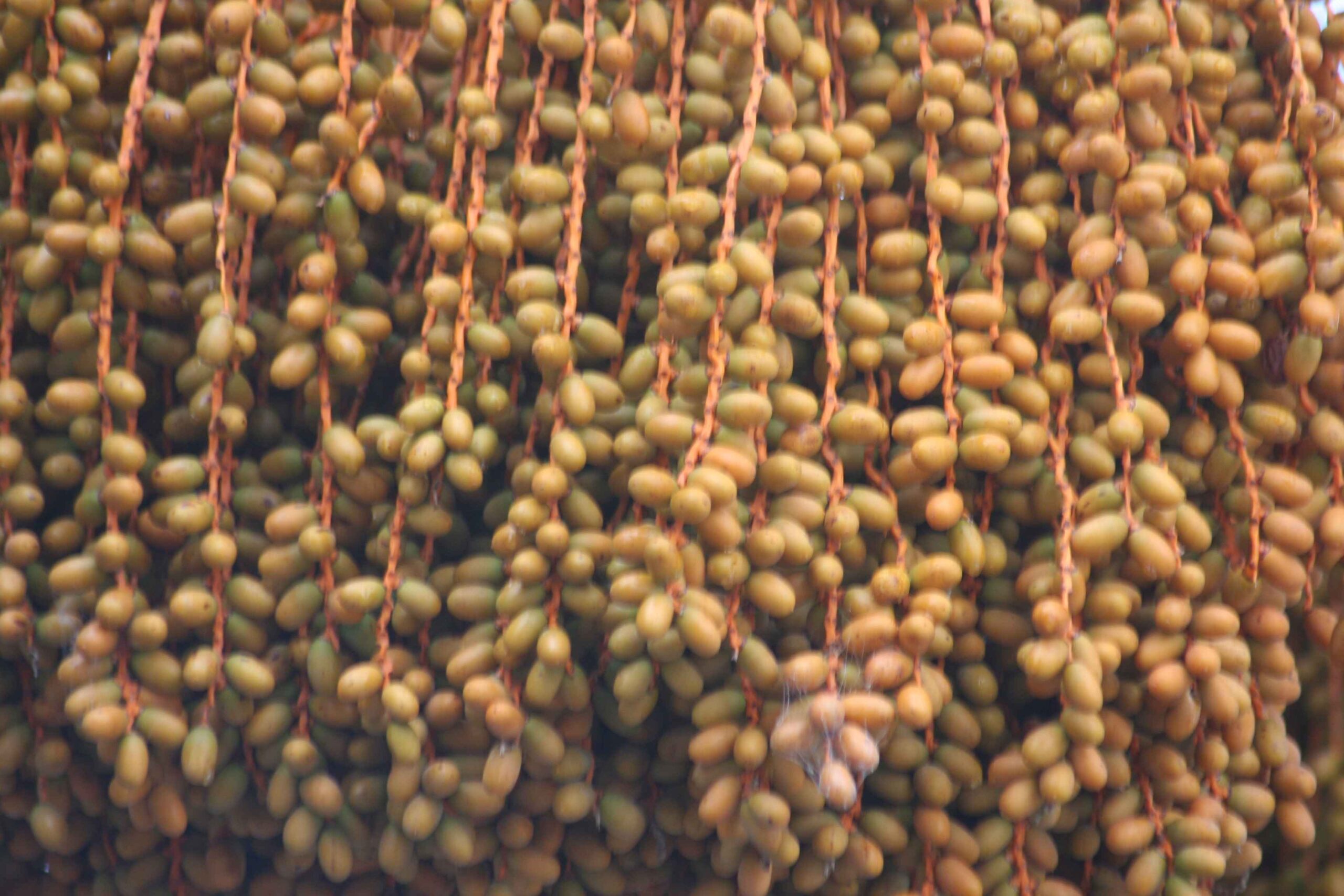 2008-Mallorca-Tag6 (10)