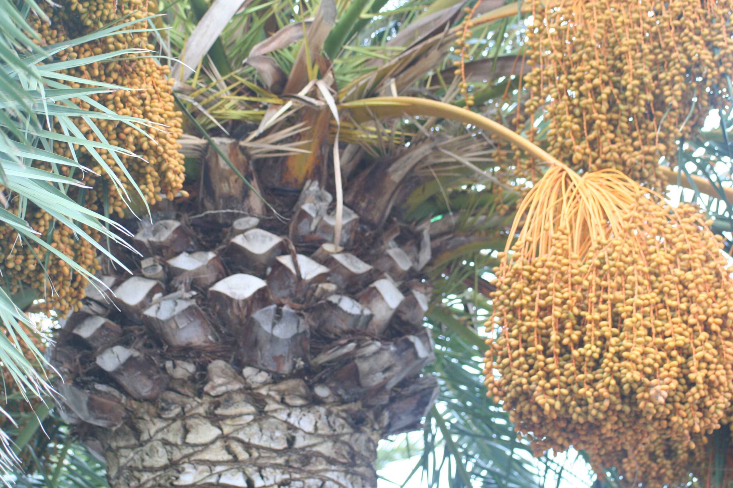 2008-Mallorca-Tag6 (11)