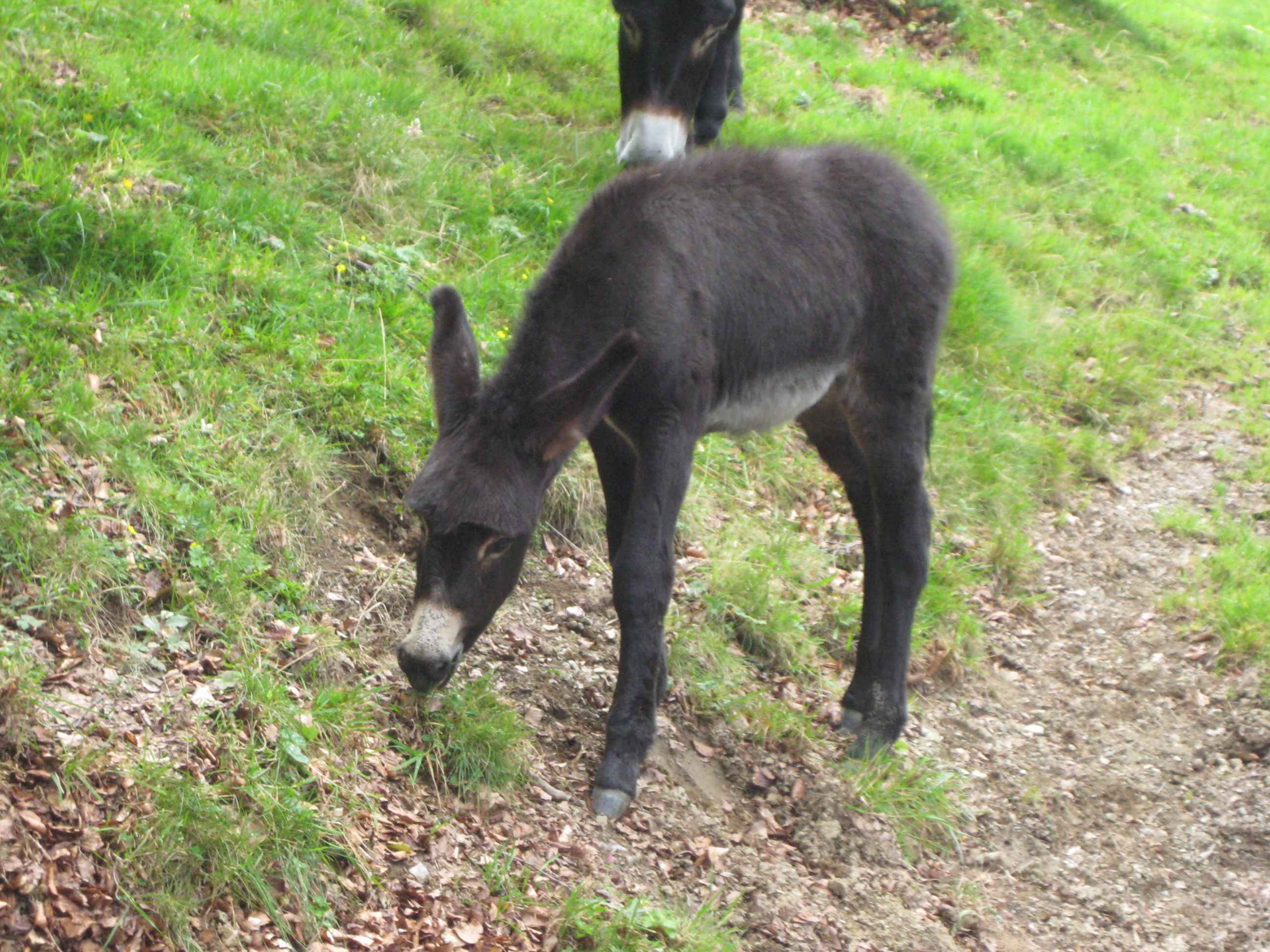 2011-Pyrenäen-Tag6 (4)