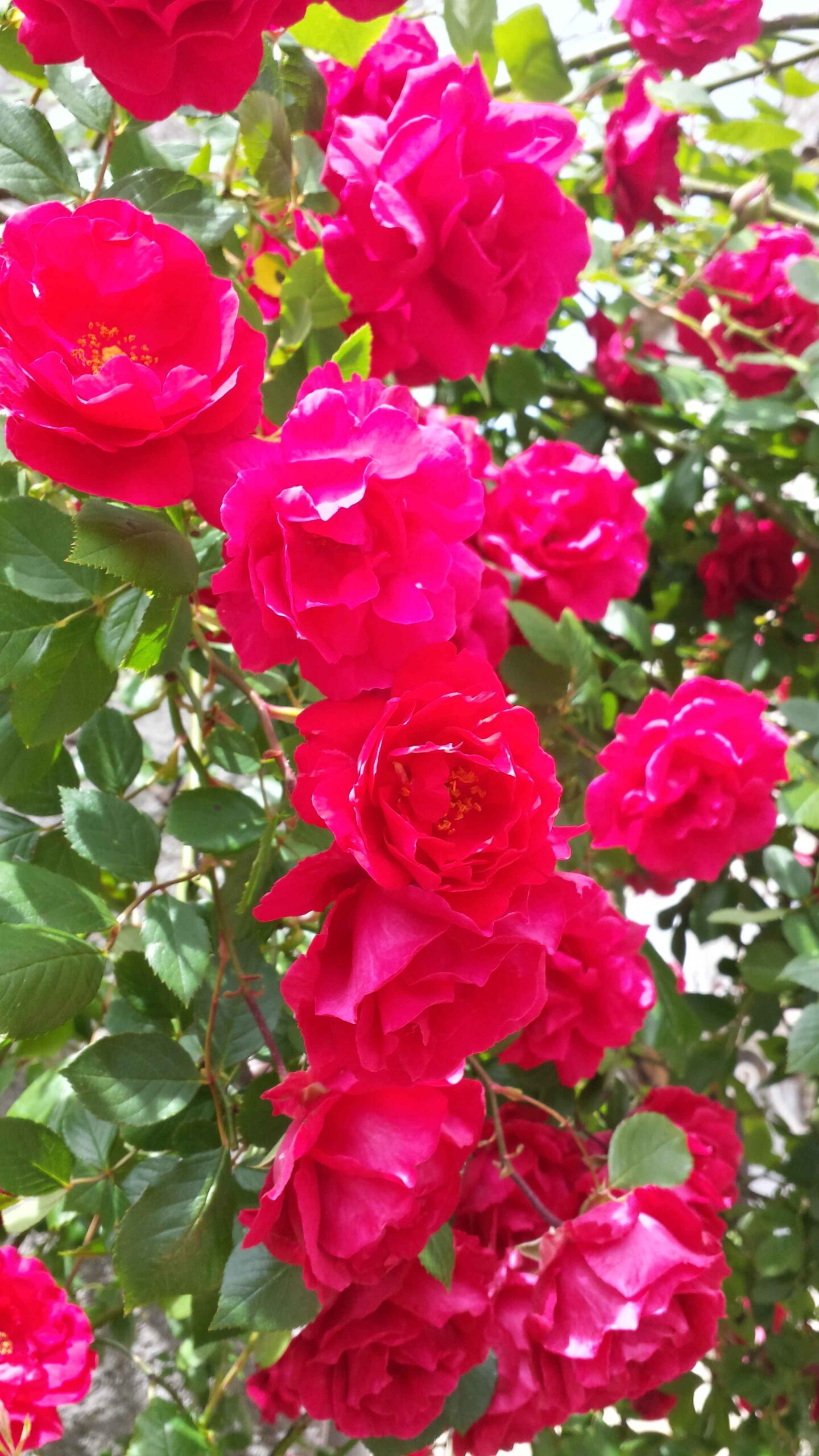 2017-Ventoux-Tag4 (40)