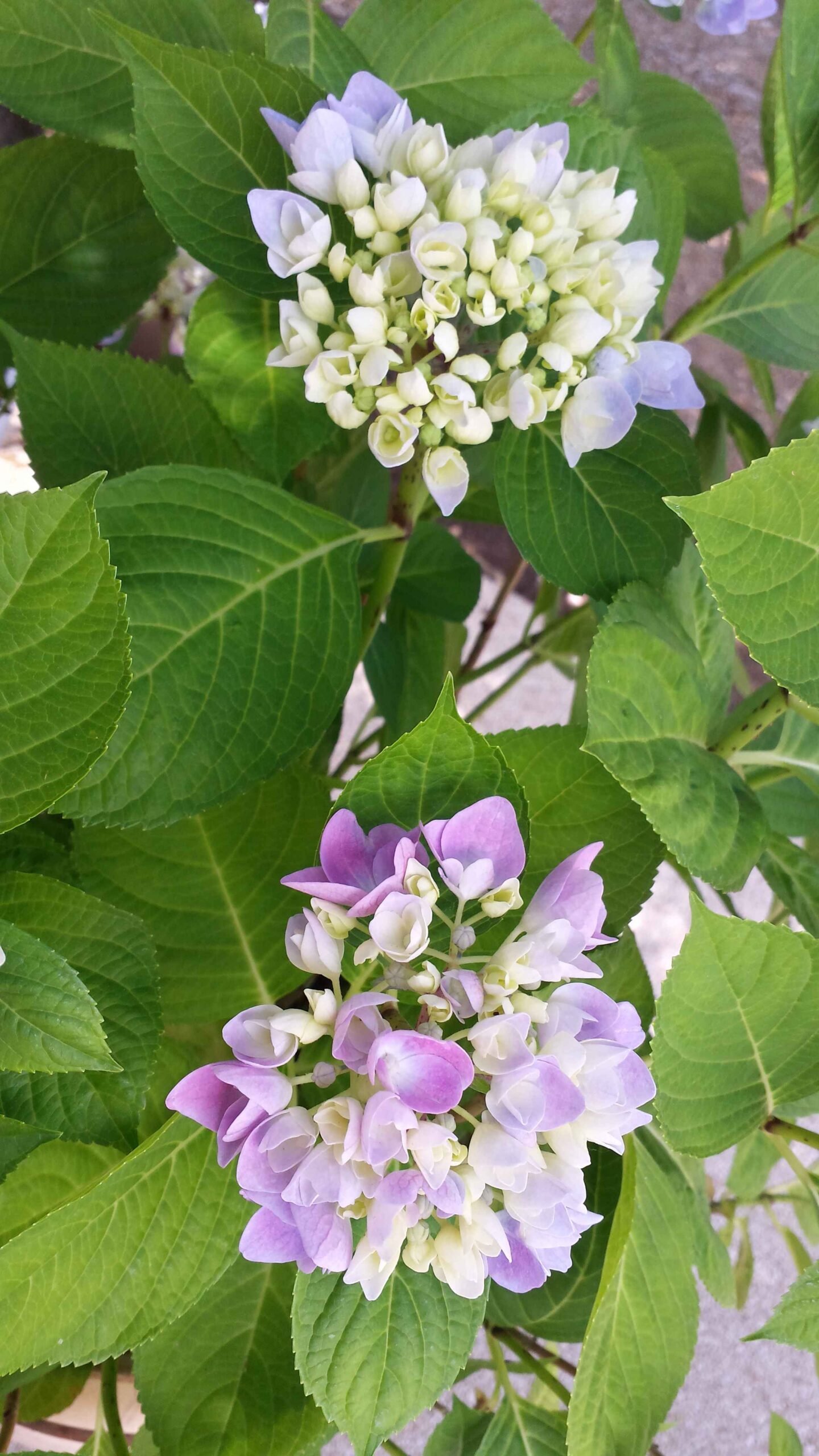 2017-Ventoux-Tag6 (9)