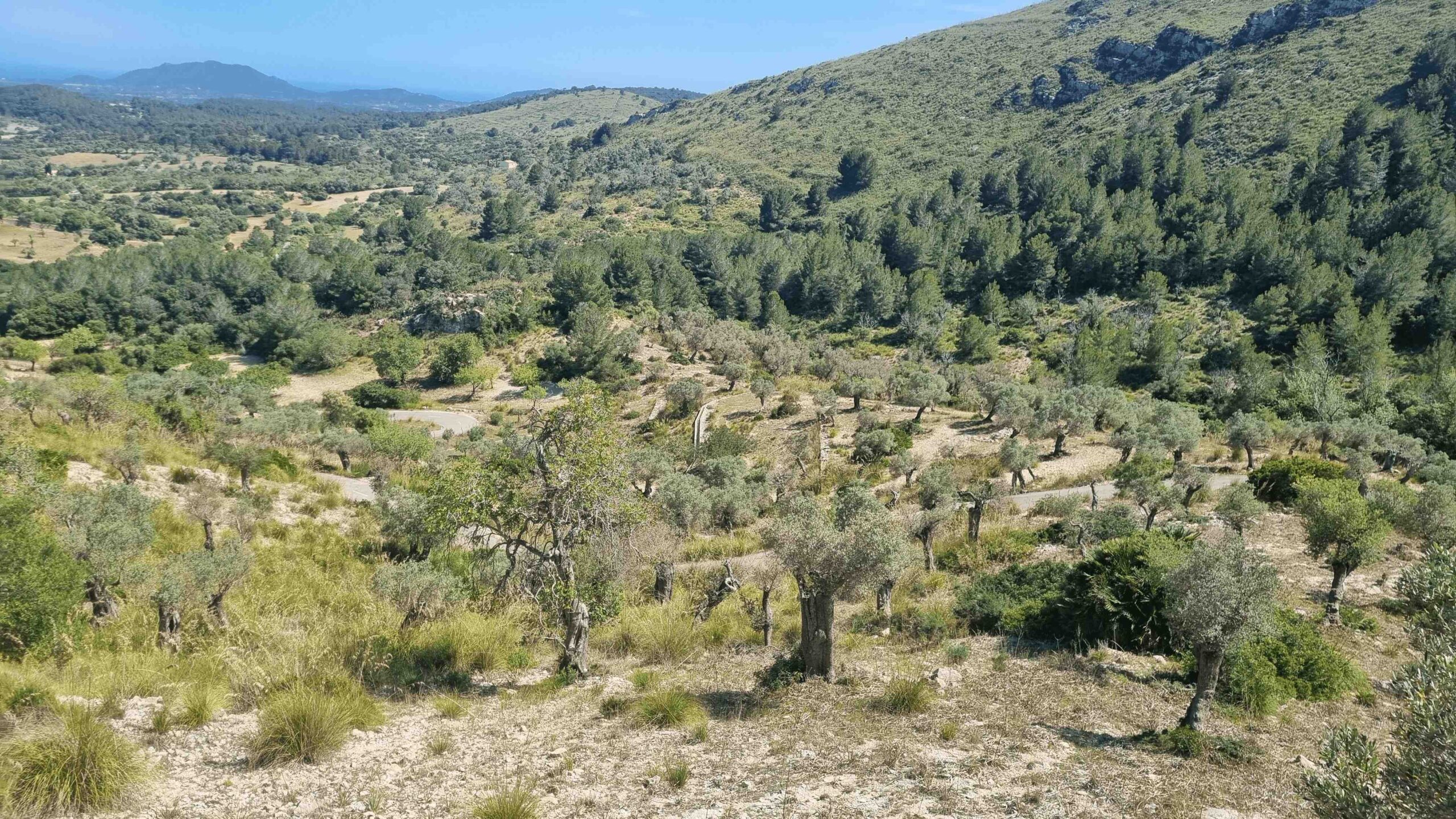 2025-Mallorca-Tag3 (33)